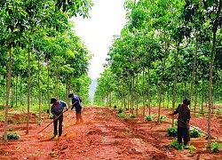 Bất cập tại 'siêu dự án' trồng cao su ở Nghệ An - Bài cuối: Lời giải bài toán 'đất đai'