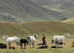 Không bỏ lỡ cơ hội thưởng thức thức uống lên men từ sữa ngựa ở Kyrgyzstan