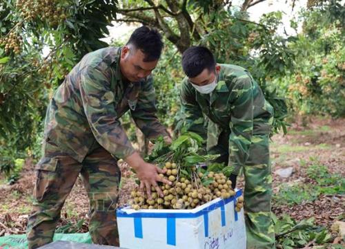 Tìm đầu ra cho quả nhãn Sơn La