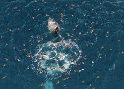 Mẹ con cá voi săn mồi ở vùng biển Đề Gi