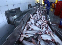 Mexico vươn lên thành thị trường xuất khẩu cá tra lớn thứ 3 của Việt Nam