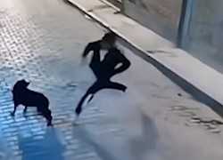Chàng trai bị 'nghiệp quật' vì ngứa chân đá chó
