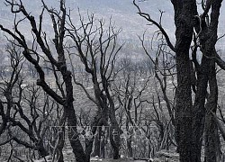 Cháy rụi 10.000 ha khu dự trữ sinh quyển El Kala tại Algeria