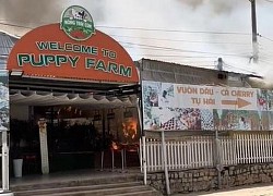 Cháy trang trại chó ở Đà Lạt