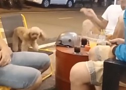 Được chủ 'chống lưng', chú chó đang 'hèn' bỗng trở nên 'hổ báo'