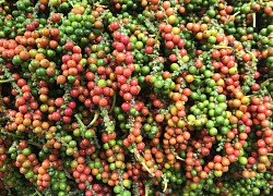 Giá tiêu hôm nay 23/8: Thị trường trong nước không có biến động