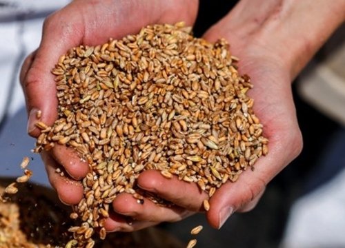 Ngũ cốc xuất khẩu của Ukraine gần đạt mức trước khi xảy ra xung đột