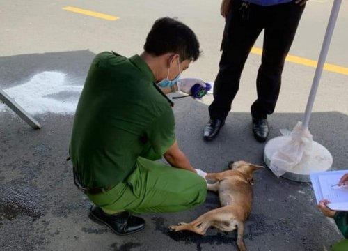 Hy hữu tông vào chó chạy trên đường, nạn nhân tử vong thương tâm