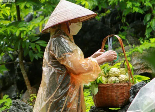 Nông dân Lạng Sơn tất bật thu hoạch na Chi Lăng