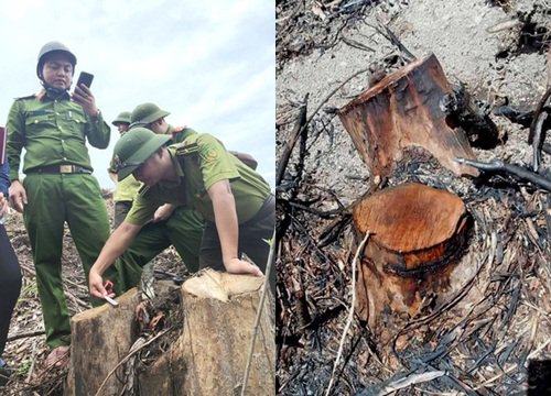 Tạm đình chỉ công tác cán bộ bảo vệ rừng vì hàng chục cây gỗ tự nhiên bị chặt hạ