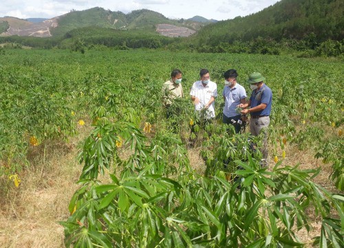 Hơn 14.500 ha sắn ở Phú Yên mắc bệnh khảm lá virus