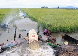 Lũ nội đồng ở Đồng bằng sông Cửu Long có xu hướng tăng trở lại