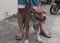 Từ vụ chó pitbull tấn công người phụ nữ tử vong: Nên cấm nuôi chó pitbull ?