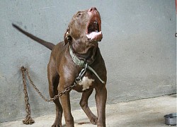 Vụ nữ chủ nhà bị chó Pitbull cắn tử vong: Tiêu hủy con chó "phản chủ"