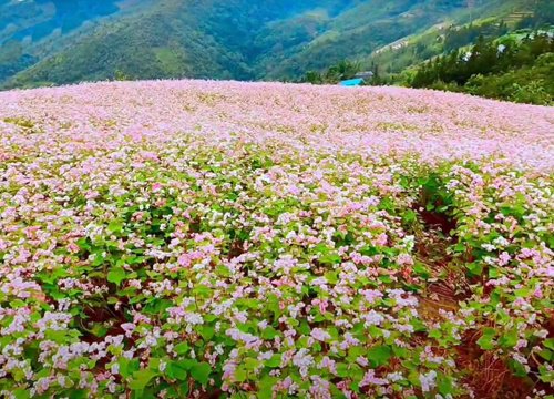 Rừng hoa tam giác mạch khổng lồ chờ du khách ở lễ hội Hà Giang