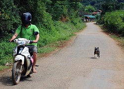 Gia tăng số người tử vong do bệnh dại