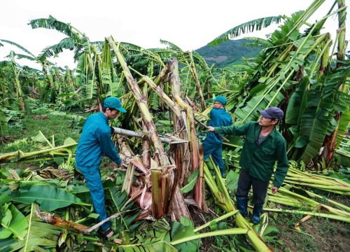 Nông dân thất thần nhìn vùng chuối 'tiến vua' tan hoang sau bão số 4