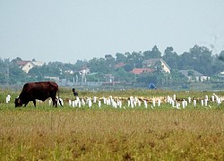 Phát hiện hàng trăm con chim trời bị giết thịt trong quán ăn