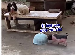 Chú chó hiểu chuyện mở lồng bàn giúp heo có đồ ăn