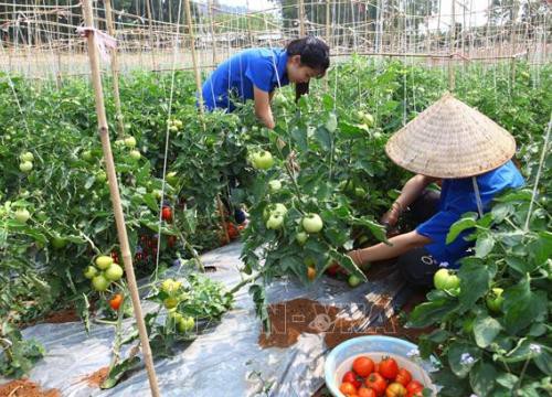 'Phao cứu sinh' để hợp tác xã phát triển