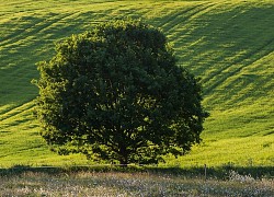 Thích thú nhìn ngắm hình ảnh chụp sự thay đổi của cây sồi qua các mùa