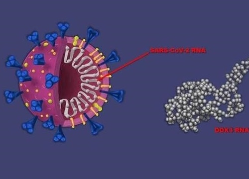 Thuốc chống ung thư cũng có thể hoạt động như liệu pháp kháng virus COVID-19