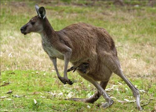 Hy hữu kangaroo tấn công người gây tử vong tại Australia