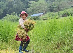 Tả Lèng óng ả những &#8216;hạt vàng&#8217;