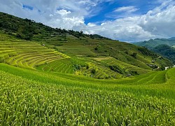 Trải nghiệm "săn" lúa chín đáng nhớ ở Mù Cang Chải - Top 10 ruộng bậc thang đẹp nhất thế giới