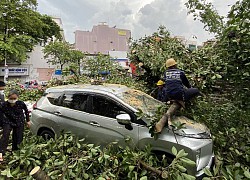 Cây đổ vào xe, chủ xe có được bảo hiểm bồi thường?