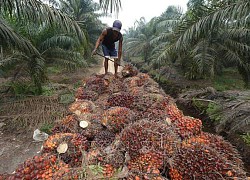 Nông dân châu Á nỗ lực tăng sản lượng dầu cọ trong khi thiếu hụt hạt giống