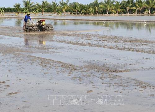 Chi phí tăng cao khiến nông dân Đồng Nai không mặn mà xuống giống lúa Hè Thu