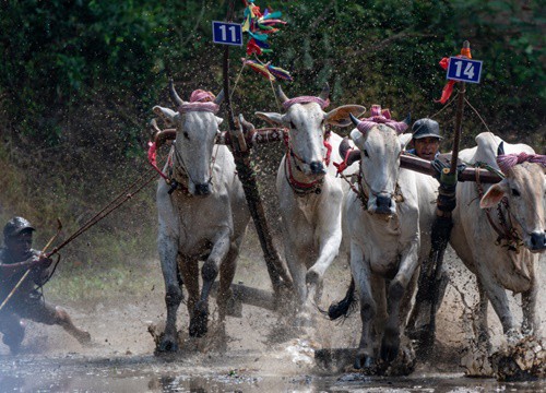 Những màn tranh tài đua bò kịch tính trên bùn lầy ở An Giang