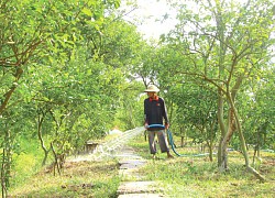 Nhà vườn trồng quýt hồng Lai Vung kỳ vọng vào vụ quýt Tết