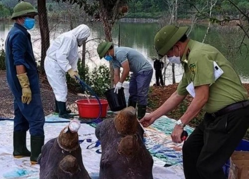 Tiêu hủy phần thân, giữ lại đầu 6 con tê giác chết bất thường ở Nghệ An