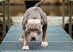 Vụ xua chó Pitbull cắn hàng xóm: Khởi tố cả chủ con chó lẫn nạn nhân