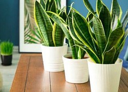 7 cây cảnh có thể giúp làm sạch không khí trong nhà