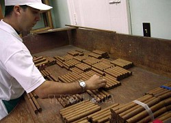 Cuba thúc đẩy xuất khẩu xì gà để phục hồi kinh tế