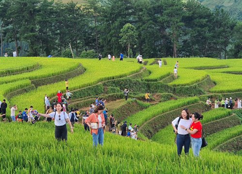 Cung đường Tây Bắc - Mù Cang Chải hút khách mùa lúa chín