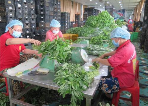Đổi mới, nâng cao hiệu quả kinh tế tập thể - Bài 1: Phát triển đa dạng mô hình kinh tế