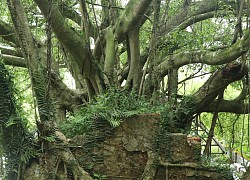 Lạ kỳ 'cụ' sanh ôm kín ngôi miếu cổ, chỉ chừa cái cửa ra vào