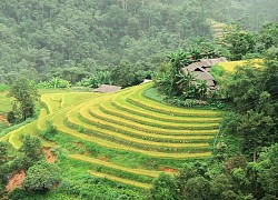 Hình ảnh sắc vàng phủ kín ruộng bậc thang ở vùng cao Hà Giang