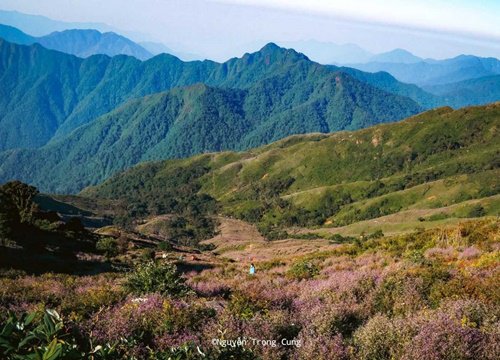 Leo Tà Chì Nhù, ngắm 'biển hoa' chi pâu tím biếc