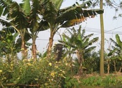 Thái Bình: Điều tra vụ di thể cụ bà 95 tuổi nghi bị chôn trong vườn nhà