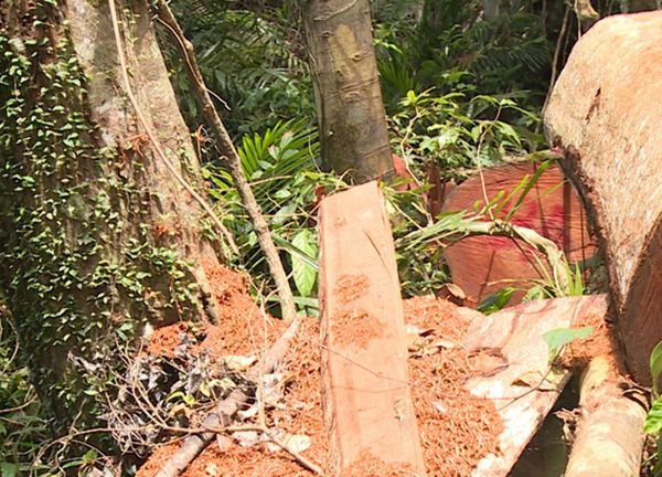 Khởi tố, bắt tạm giam nguyên Hạt phó Hạt Kiểm lâm huyện Lạc Sơn
