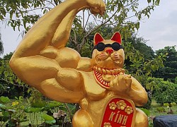 Xuất hiện "mèo lực sĩ" ở Bến Tre, tạo hình khiến ai nấy đều phì cười