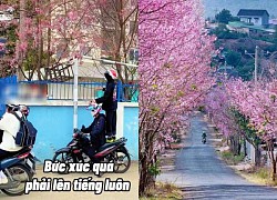 Mặc người dân nhắc, nhóm phượt thủ vẫn cố tình bẻ cây tại Đà Đạt