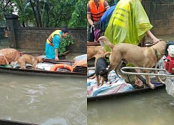 Ô tô gặp nạn, chủ đập vỡ kính để cứu cún con mắc kẹt