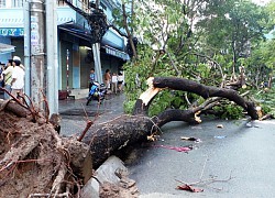 Dựng rạp làm đám cưới, chú rể không may bị cây đè tử vong