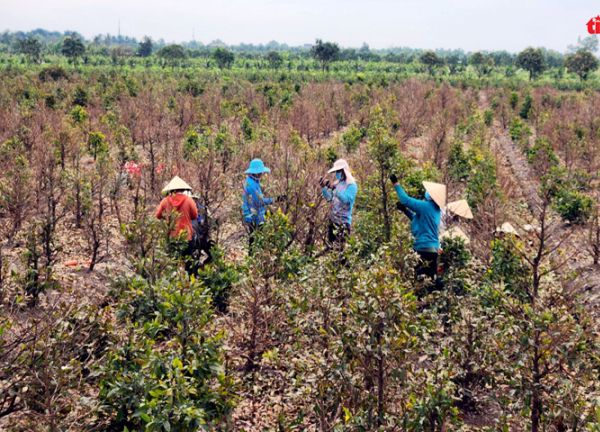 Làng trồng mai vàng TP Hồ Chí Minh tất bật vào vụ Tết